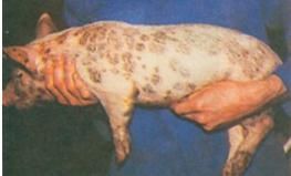 仔豬葡萄球菌性皮炎