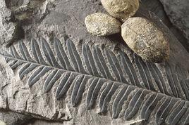 化石[地史時期古生物的遺體、遺蹟和遺物]