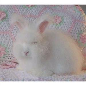 （圖）英國安哥拉兔