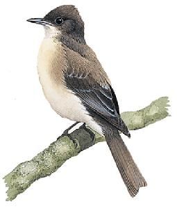 黃頰厚嘴霸鶲 黃頰厚嘴霸鶲