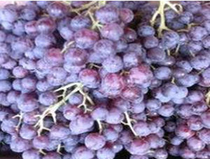 高墨葡萄 高墨葡萄