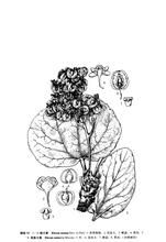 單脈大黃 單脈大黃