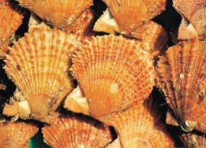 海灣扇貝 海灣扇貝