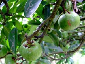 山竹子生小煤炱 山竹子生小煤炱