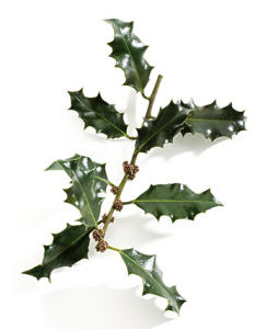 細枝冬青 細枝冬青