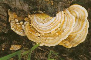 環帶乾酪菌 環帶乾酪菌