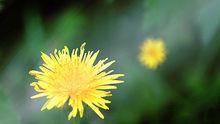 丹東蒲公英