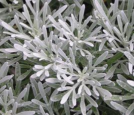 芙蓉菊屬 芙蓉菊屬