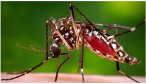 茲卡病毒（Zika virus），它是通過蚊蟲叮咬傳播