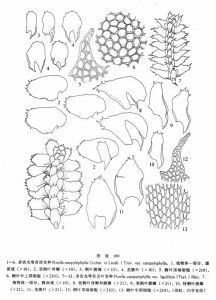 多齒光萼苔(原變種) 多齒光萼苔(原變種)