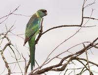 伯納德氏鸚鵡北澳亞種 伯納德氏鸚鵡北澳亞種