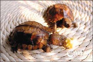 另類寵物：別拿烏龜不當動物(組圖)