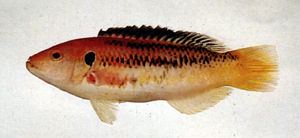 伊津狐鯛 伊津狐鯛