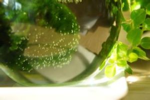 球甲藻目 球甲藻目