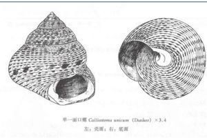 單一麗口螺 單一麗口螺