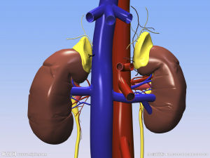 腎臟設計圖