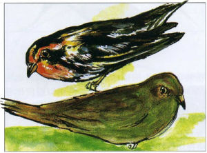 橙胸林鶯 橙胸林鶯