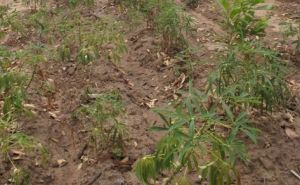 重要外來有害生物—木薯單爪蟎