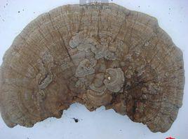 長白山野生平蓋靈芝 長白山野生平蓋靈芝