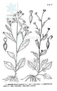 心葉粘冠草 心葉粘冠草