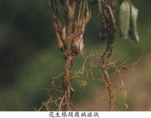 花生根頸腐病 花生根頸腐病