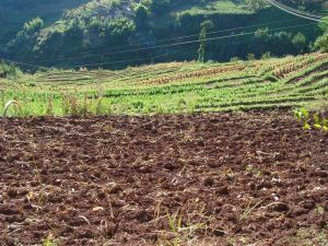 桃山嶺村 桃山嶺村
