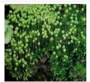 溪邊扭口蘚 溪邊扭口蘚