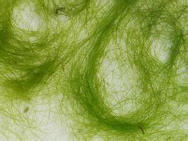 方胞擬雙星藻 方胞擬雙星藻