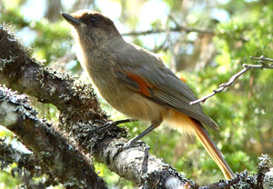 北噪鴉 Perisoreus infaustus