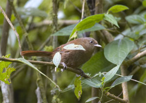 棕鷦鷯屬 棕鷦鷯屬