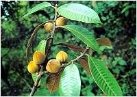 銹毛梭子果 銹毛梭子果