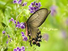 butterfly[蝴蝶的英文表述]