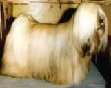 西藏獅子犬