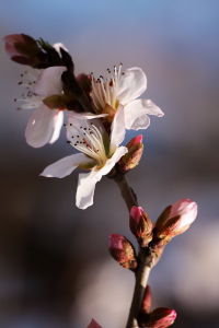 孫學軍[攝影師]