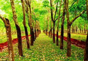 蘇尼格么村 蘇尼格么村