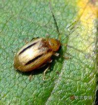 平行卷葉甲 平行卷葉甲