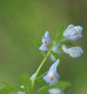 具爪曲花紫堇(亞種) 具爪曲花紫堇(亞種)