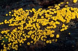 橘色小雙孢盤菌 橘色小雙孢盤菌