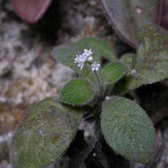 度量草族 度量草族