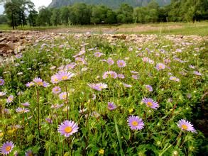 垂花香草 垂花香草