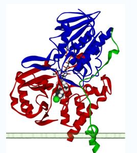 人類單胺氧化酶（MAO-A）單體的絲帶模型。圖中的MAO-A與線粒體的外膜相連，並與FAD和抑制劑氯吉蘭相結合。結構來自PDB 2BXS。