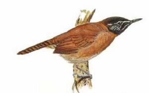 黑頭葦鷦鷯 黑頭葦鷦鷯