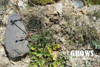 昭蘇蠅子草 昭蘇蠅子草