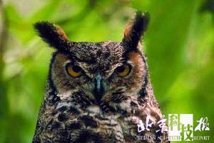 動物眼睛隱藏的奧秘 動物眼睛隱藏的奧秘