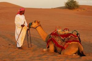 杜拜神駝 杜拜神駝