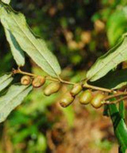 條葉獼猴桃 條葉獼猴桃