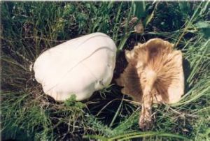 凹窩白香蘑 凹窩白香蘑