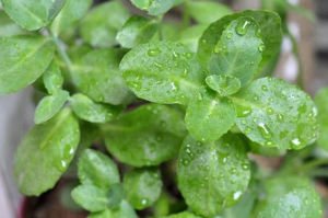 處女天香百合 處女天香百合