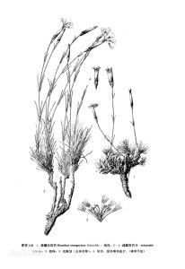 準噶爾石竹 準噶爾石竹