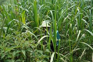 夯母節自然村甘蔗種植業